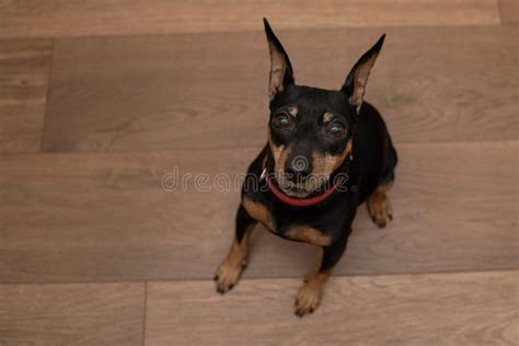 A Miniature Pinscher in Black and Tan Colors, Wearing a Red Collar ...