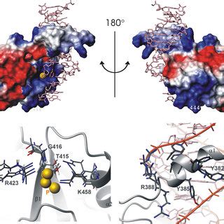 Models Of The P140 375 480 DsDNA Complex Generated By HADDOCK The