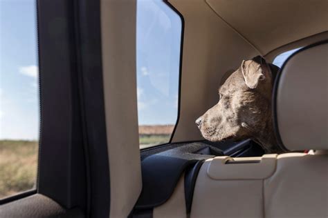 Viajar Con Mascotas Los Mejores Consejos Para Un Camino Por Carretera