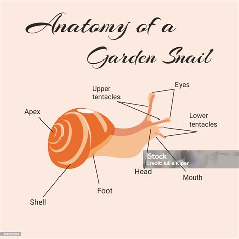 Anatomy Of A Garden Snail Vector Design Of Instruction Manual Stock ...