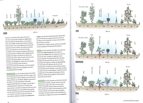 Les cultures associées au potager