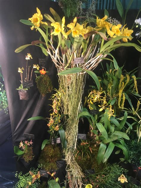Some Juicy Root Porn R Orchids