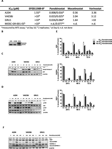 In Vitro Toxicity Of Epigenetic Modulators Is Mediated Through