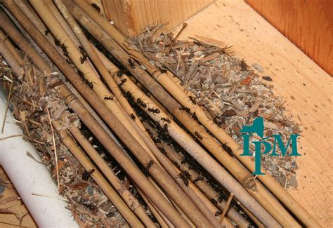 How To Get Rid Of Carpenter Ants Effective Natural Methods