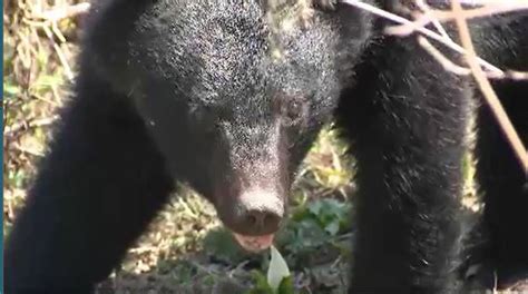 初の【クマ出没警報】長野県の上伊那、北信、北アルプス、佐久、木曽の5地域に発令いずれも目撃件数が急増、人身被害過去10年で最多の10件、注意