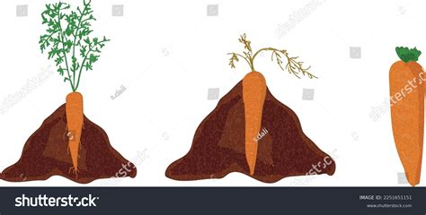 Growth Stages Carrot Plant Carrot Growing Stock Vector (Royalty Free ...