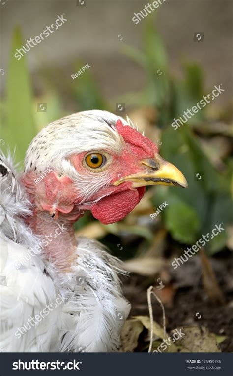 Transylvanian Naked Neck Hen Stock Photo Shutterstock