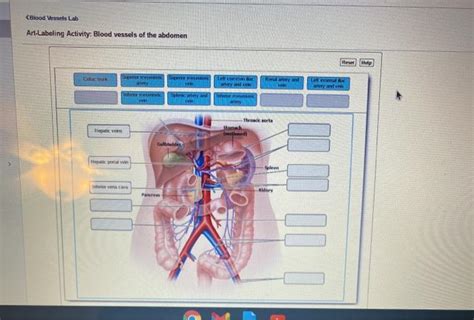 Solved Blood Vessels Lab Art Labeling Activity Blood Chegg