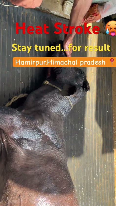 Heyyyy Vetzzzz Heat Stroke Case Of Male Calf Youtube