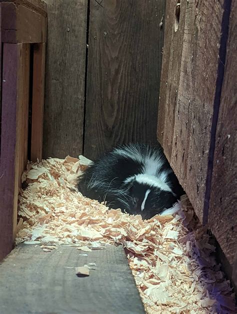 Striped Skunk - WNC Nature Center