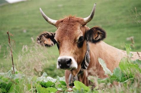 23 Brown Cow Breeds (A to Z List and Pictures) – Fauna Facts