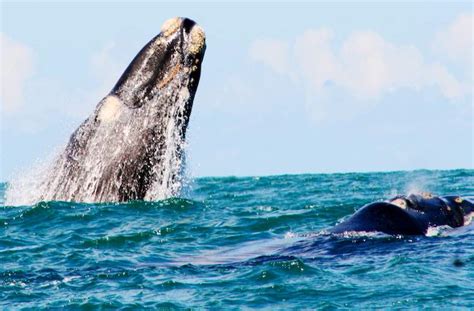 Images Of Agulhas National Park Western Cape Nature Reserve South Africa