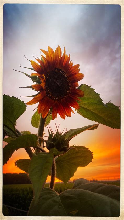 Sunflower Sunset | Sunflower sunset, Barn pictures, Sunflower