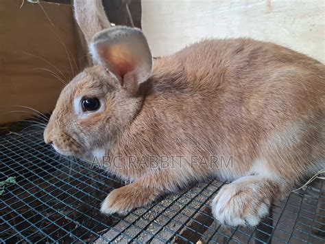 Rabbit Pure Breed Rabbit Exotic Rabbits Giant Rabbits In Central