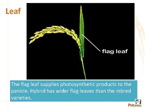 Morphology Of The Rice Plant Part Understanding