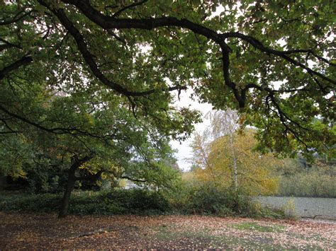 Wanstead Flats - London #wansteadflats | Tree, Nature, Tree gift