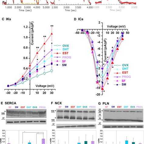 Effect Of Sex Hormones On Ca 2 Oscillations Eads Ion Currents And