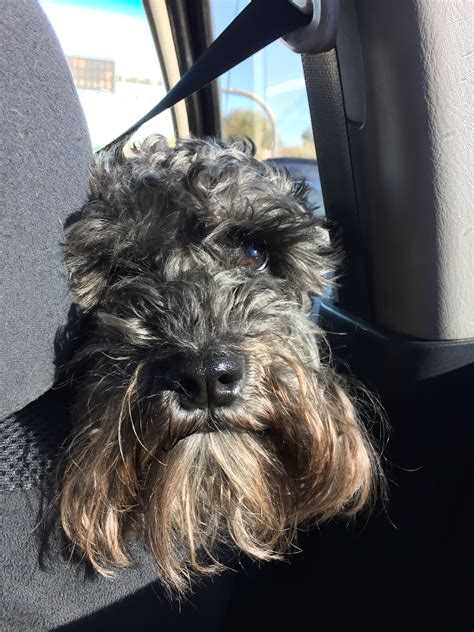 Curly Hair Miniature Schnauzer - Wavy Haircut