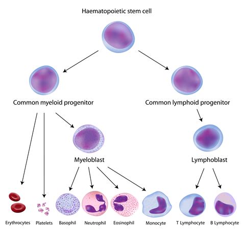 Peripheral Blood Processing - Discover The Universe Within a Blood Tube