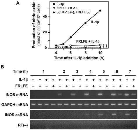 Frlfe Suppresses The Induction Of The Inos Gene In The Hepatocytes A