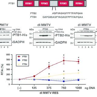 In Cells Mouse Mammary Tumor Virus Mmtv Internal Ribosomal Entry