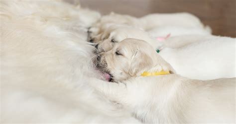 How to Avoid a Backyard Breeder | Perfect Pooches