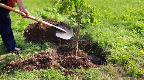 Comment Planter Correctement Les Arbres Jardin De Grand Meres