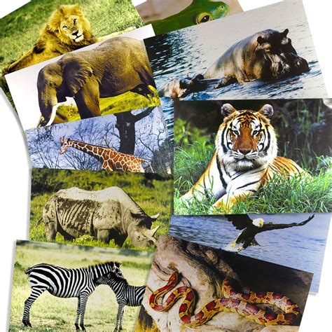 Buy Stages Learning Materials Zoo Animal s for Classroom Décor ...