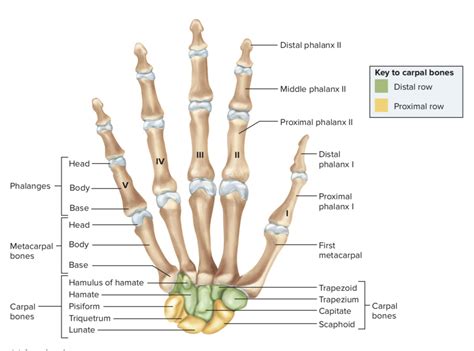 Metacarpus K Zk Z Pcsont S Digiti Ujjak R Szei Diagram Quizlet