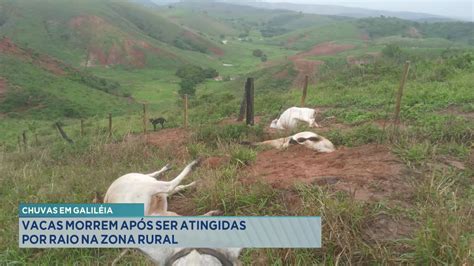 Chuvas Em Galil Ia Vacas Morrem Ap S Serem Atingidas Por Raio Na Zona