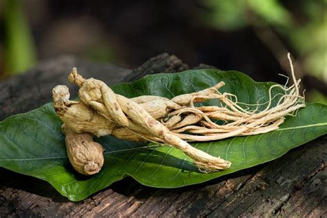 Les bienfaits des plantes adaptogènes Aroma Zone