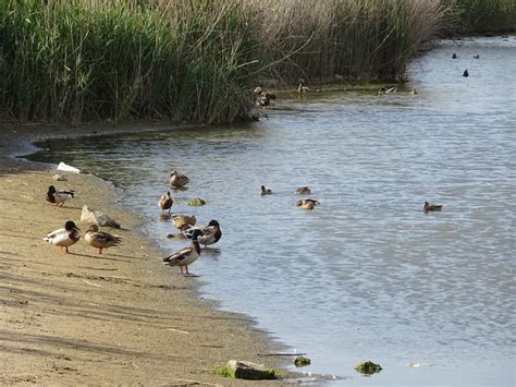 Birds Ducklings Laguna Wild - Free photo on Pixabay - Pixabay