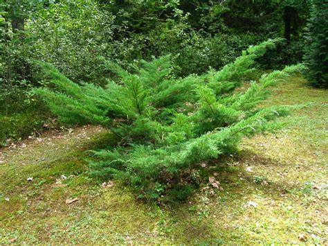 Juniperus Horizontalis L Polegla Kleka Rasadnik Novi Sad Yuflor