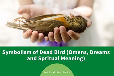 Dead Bird Symbolism (Omens, Dreams, and Spiritual Meanings) - Sonoma ...