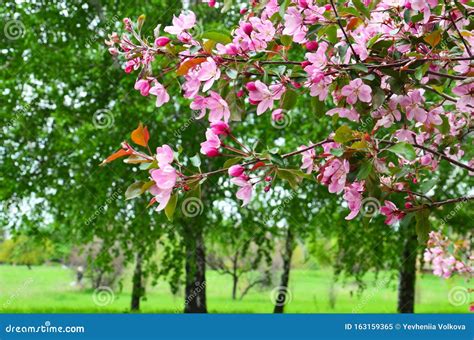 Pink Flowering Apple Tree Branch. Blossoms of a Crab Apple Tree Stock Image - Image of orchard ...