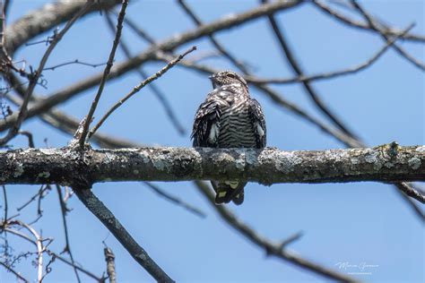 Engoulevent d Amérique Common Nighthawk DSC9053 Mod Flickr