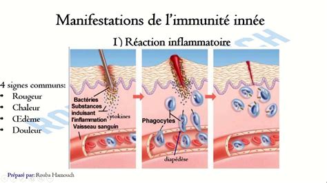 Le Système Immunitaire la réponse immunitaire non spécifique YouTube