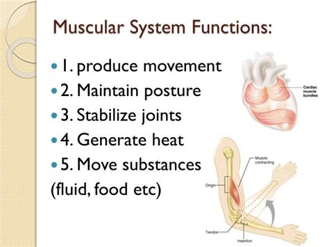 Muscular System And Its Functions