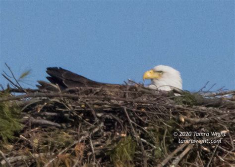 Nesting Eagles | TAMRA WIGHT – Children's Author