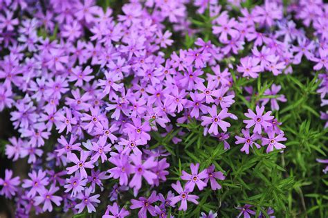 Pink Carpet Of Creeping Phlox Photograph By Jenny Rainbow