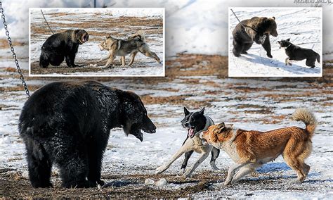 Russian Bear Fighting Dog