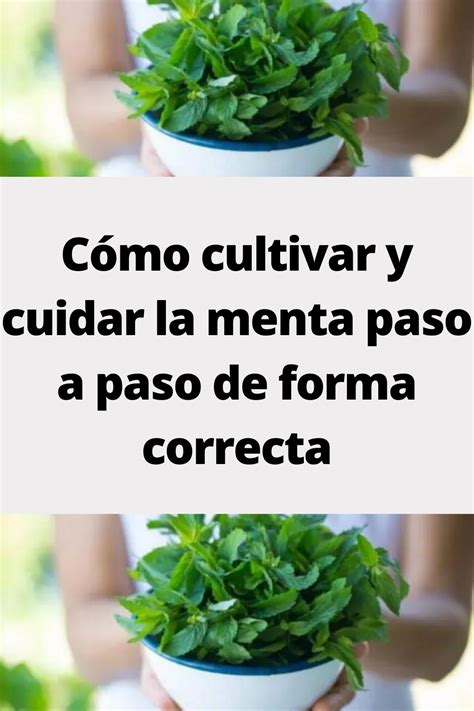 C Mo Cultivar Y Cuidar La Menta Paso A Paso De Forma Correcta Como