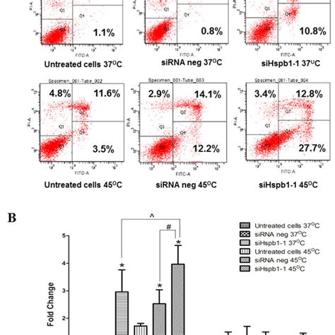 The Effect Of Hyperthermia C And Hspb Knock Down On Cell