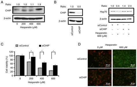 Hesperetin Induces Apoptosis In A Cells Via The Hsp Mediated