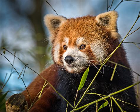 roter panda foto bild spezial natur zoo bilder auf fotocommunity