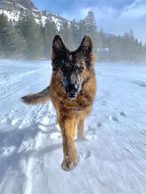 Are German Shepherds For Snow