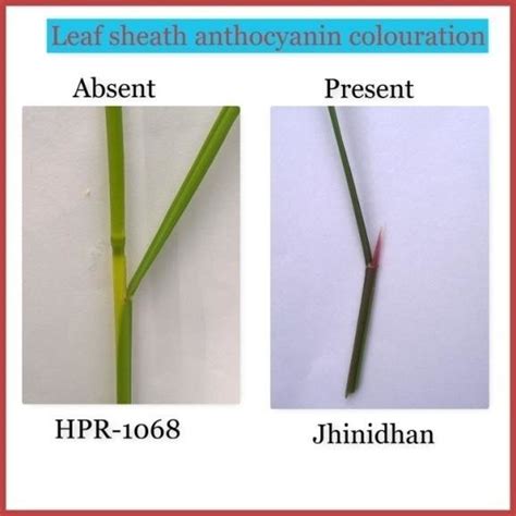 characterization  rice varieties   basis  basal leaf sheath