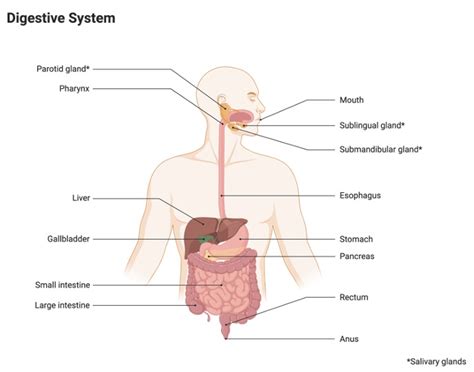 Egestion: Definition, Mechanism, and Examples I NotesBard