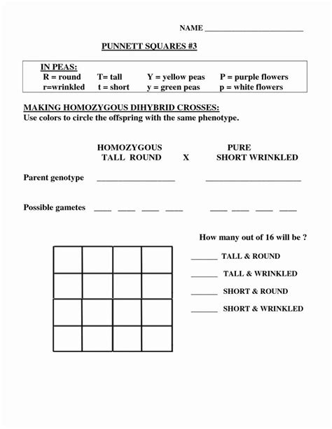 Punnett Square Dihybrid Cross Worksheet