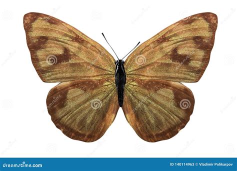 Borboleta Marrom Tropical Isolada No Fundo Branco Imagem De Stock